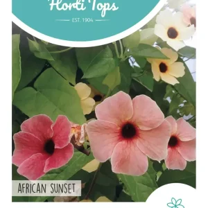 Thunbergia, Suzanne-met-de-mooie-ogen African Sunset