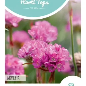 Armeria, Engels Gras rose