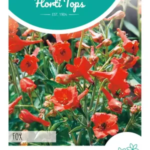 Delphinium, Riddersporen Fox oranje-rood