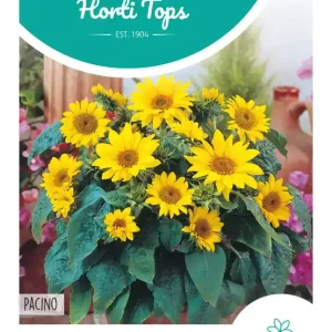 Helianthus, Potzonnebloem Pacino