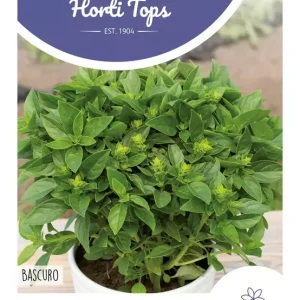 Basilicum, Bascuro Griekse Donkergroene