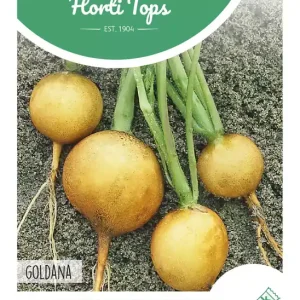 Gele tuin- of herfstknolletjes Goldana, raap
