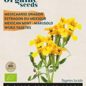 Tagetes Lucida, Mexicaanse dragon