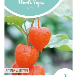 Physalis, Lampionplant