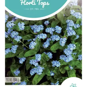 Myosotis, Vergeet-me-nietje Blue Ball