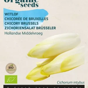 Witlof Hollandse Middelvroeg