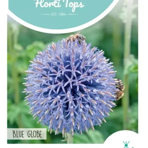 Echinops, Kogeldistel Blue Globe