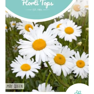 Chrysanthemum, Margriet May Queen