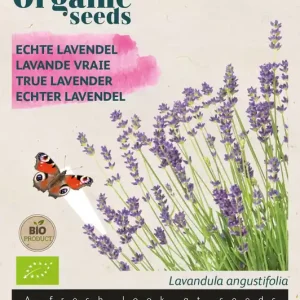 Lavendel Echte