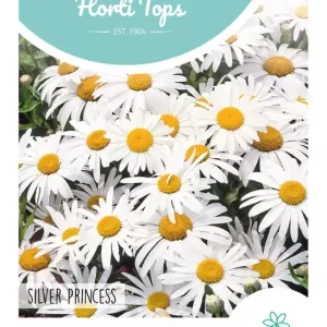 Chrysanthemum, lage Margriet Silver Princess