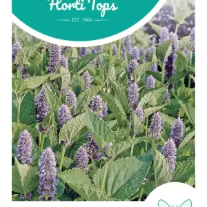 Agastache, Dropplant (mexicana)