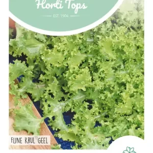 Andijvie Altijd Witte