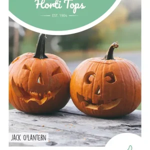 Pompoen Jack O'Lantern (Cucurbita Pepo)
