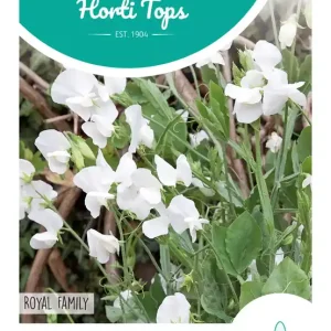 Lathyrus, Reuk- of Siererwt Royal Family Wit