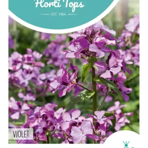 Lunaria, Judaspenning Violet