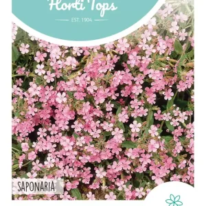 Saponaria, Zeepkruid Rose