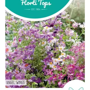 Schizanthus, Boerenochidee Angel Wings