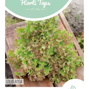 Krulsla, Lollo Rossa