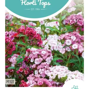 Dianthus, Duizendschoon laag gemengd