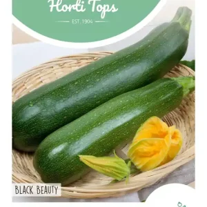 Courgette Black Beauty