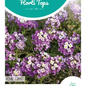 Alyssum Royal Carpet