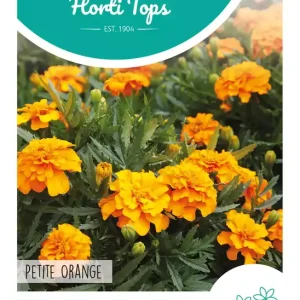 Tagetes, lage Afrikaan Petite Orange