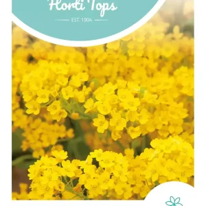 Alyssum, Rotsschild goudgeel