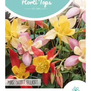 Aquilegia, Akelei Mrs. Scott Elliott