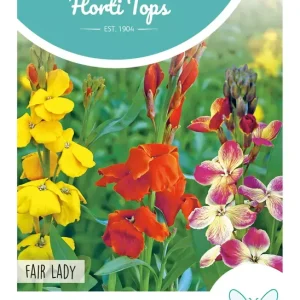 Cheiranthus, Muurbloem Fair Lady gemengd