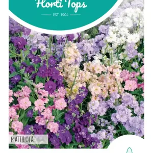 Matthiola, Zomerviolieren gemengd