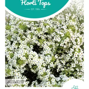 Alyssum Sneeuwkleed