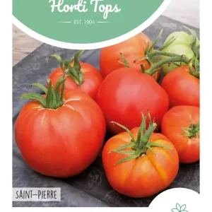 Tomaat Saint Pierre grote vollegrondse