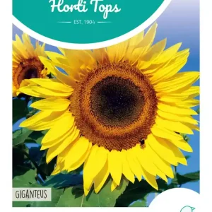 Helianthus, Zonnebloem Giganteus