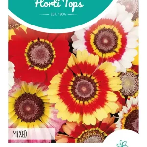 Chrysanthemum, Ganzebloem gemengd