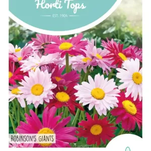 Chrysanthemum, Perzische magriet Robinson's Giants