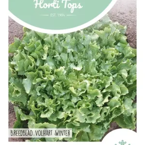 Andijvie Breedblad Volhart Winter