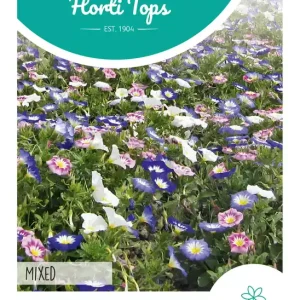 Convolvulus, Dagschone gemengd