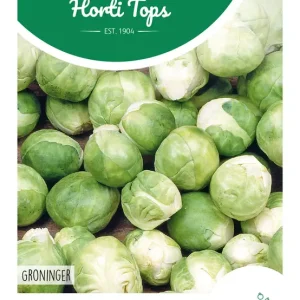 Spruitkool Groninger