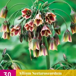 Allium (nectaroscordum) siculum