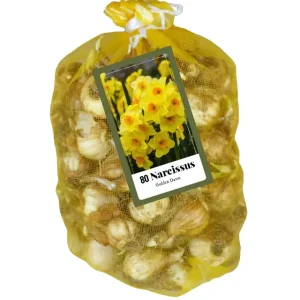 Narcissus Golden Dawn