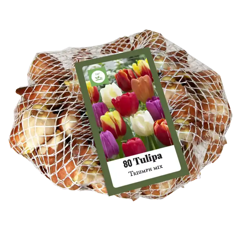 Tulipa Triumph Mix