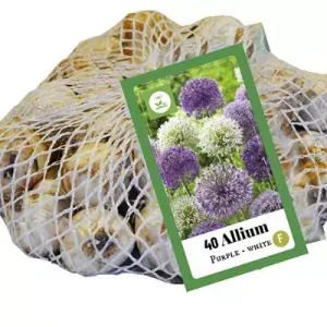 Allium Paars-Wit