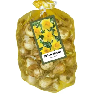Narcissus Geel