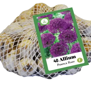 Allium Purple Rain
