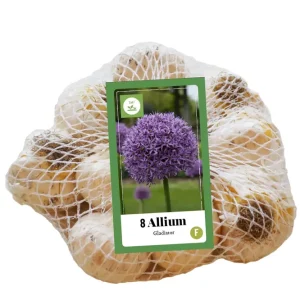 Allium Gladiator