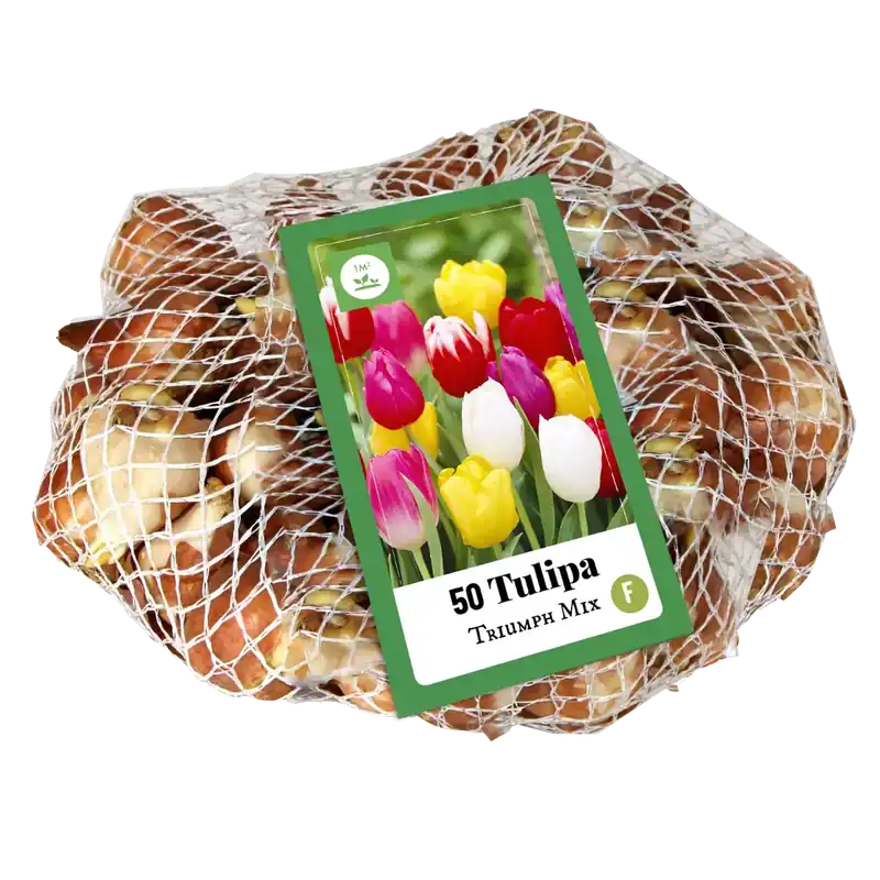 Tulipa Triumph Mix