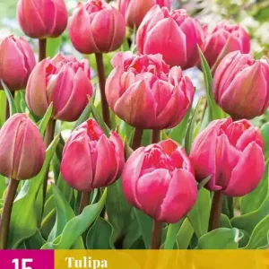 Tulipa Double Pink