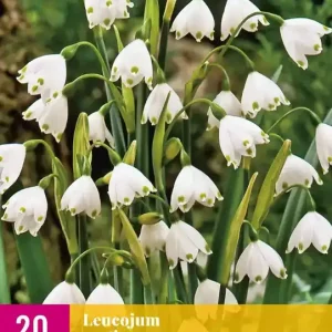 Leucojum aestivum