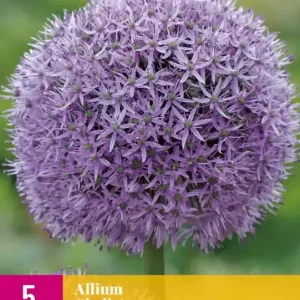 Allium Gladiator