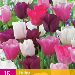 Tulipa Pastel Mix